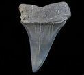 Fossil Mako Shark Tooth - Georgia #75068-1